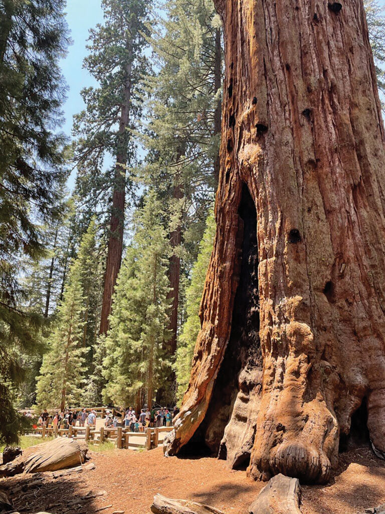 General Sherman Tree, Sequoia National Park, California