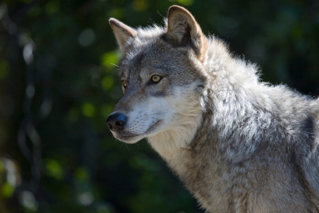 Gray Wolf II