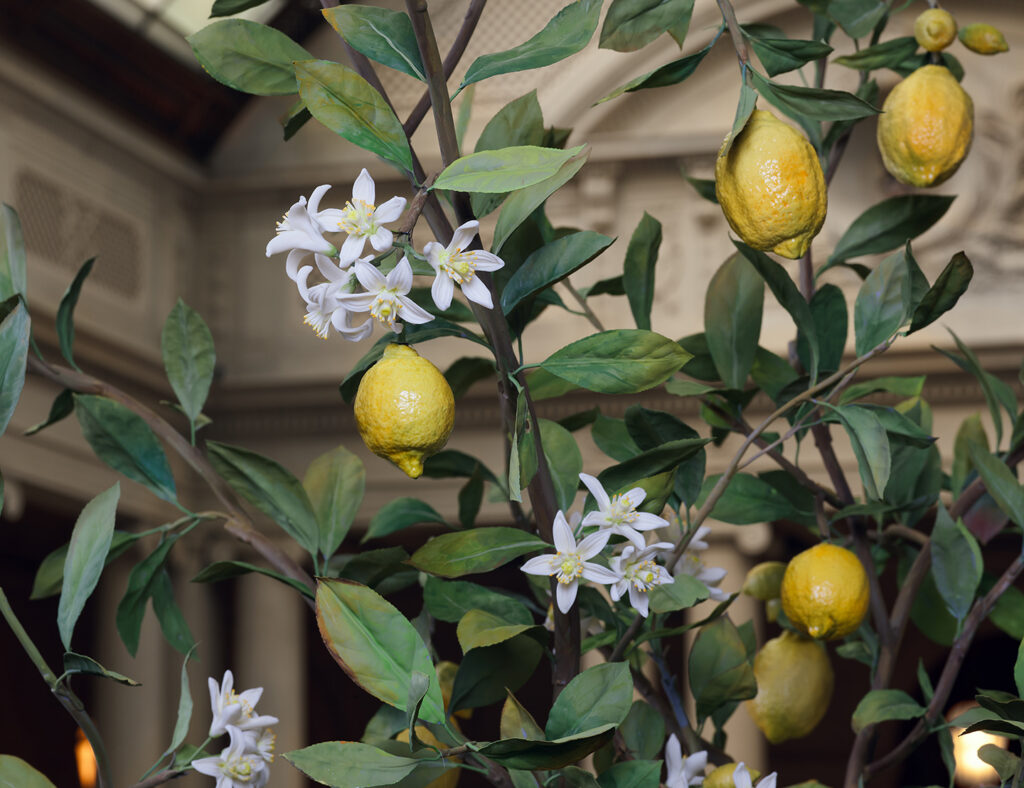 5 Detail of Lemon Tree copy