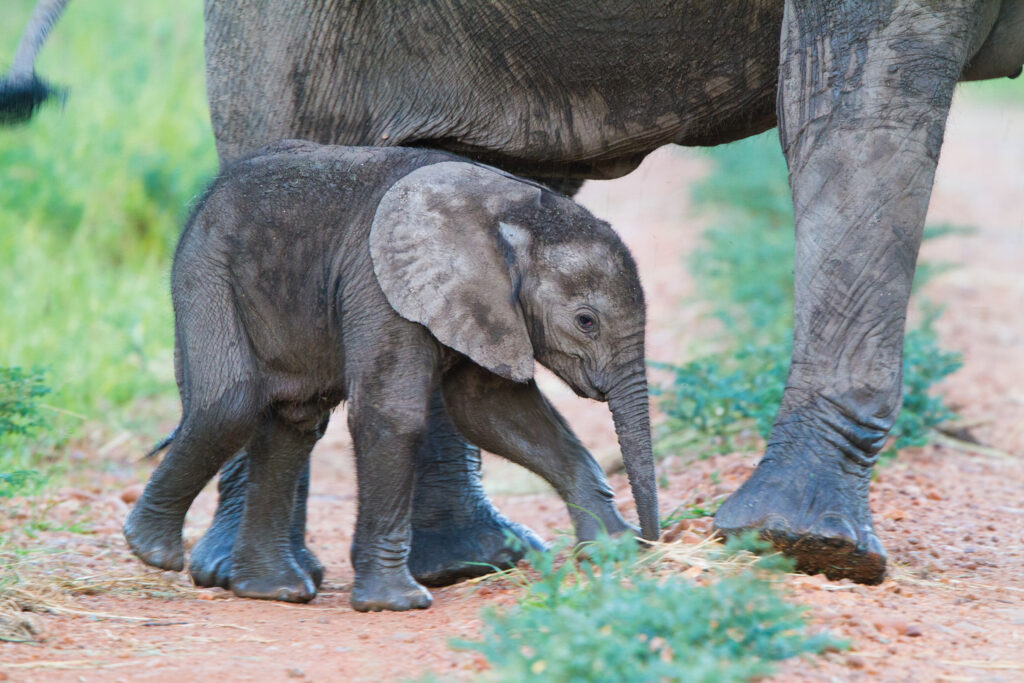 Baby Elephant South Luangwa National Park copy