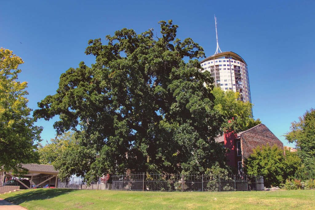 Creek Council Oak Tree, Tulsa, Oklahoma
