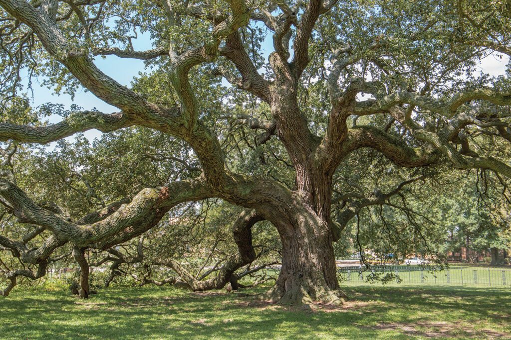 Emancipation Oak, Hampton University, Hampton, Virginia