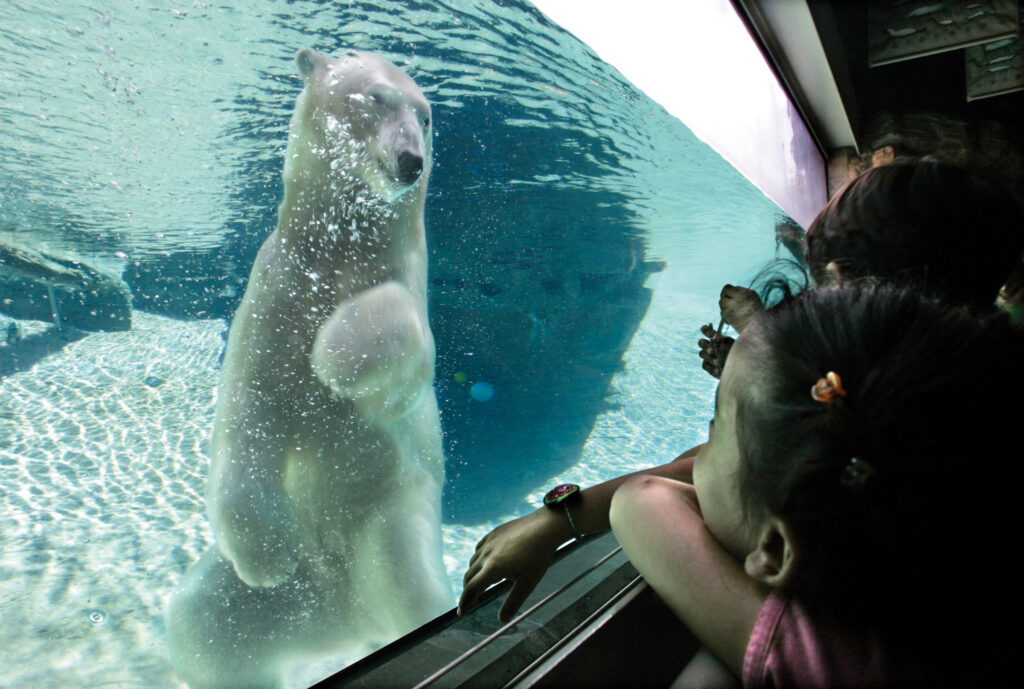 October 3, 2006. San Diego, CA. Visitors at the San Diego Zoo watch a polar bear swim in a glass wa