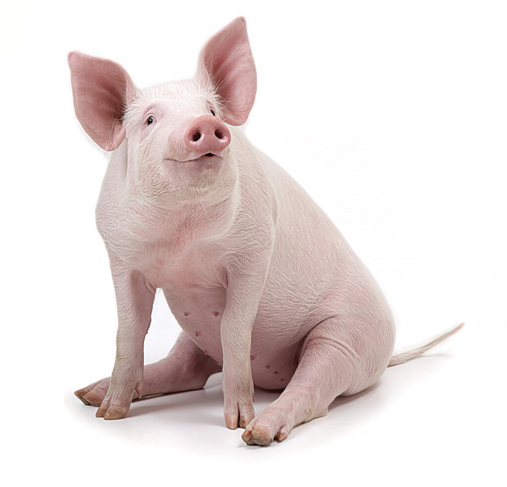 Pig sitting, white background