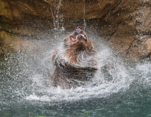 Grizzly bear credit Andrea J copy
