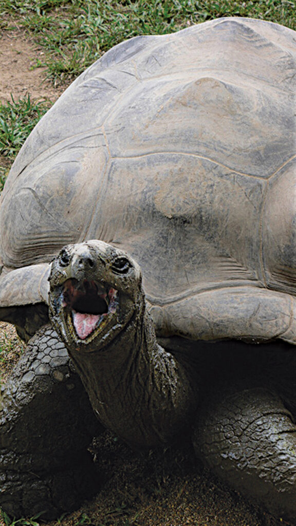 Harriet the Tortoise copy copy