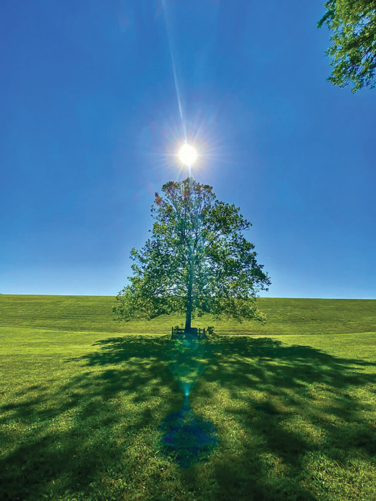 Moon Trees, Various locations