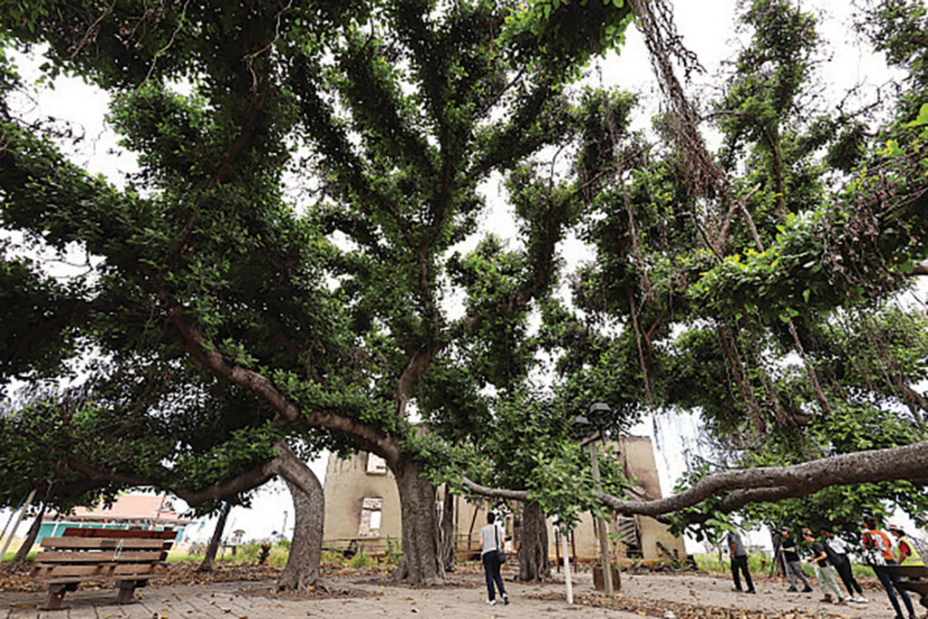 Lahaina Banyan Tree, Maui, Hawaii