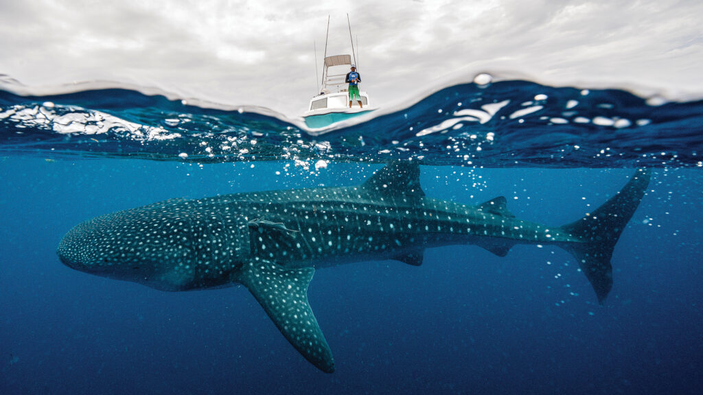 The Ocean: A whale shark and her pup encounter an ecotourism guide near Isla Mujeres in Quintana Roo, Mexico.