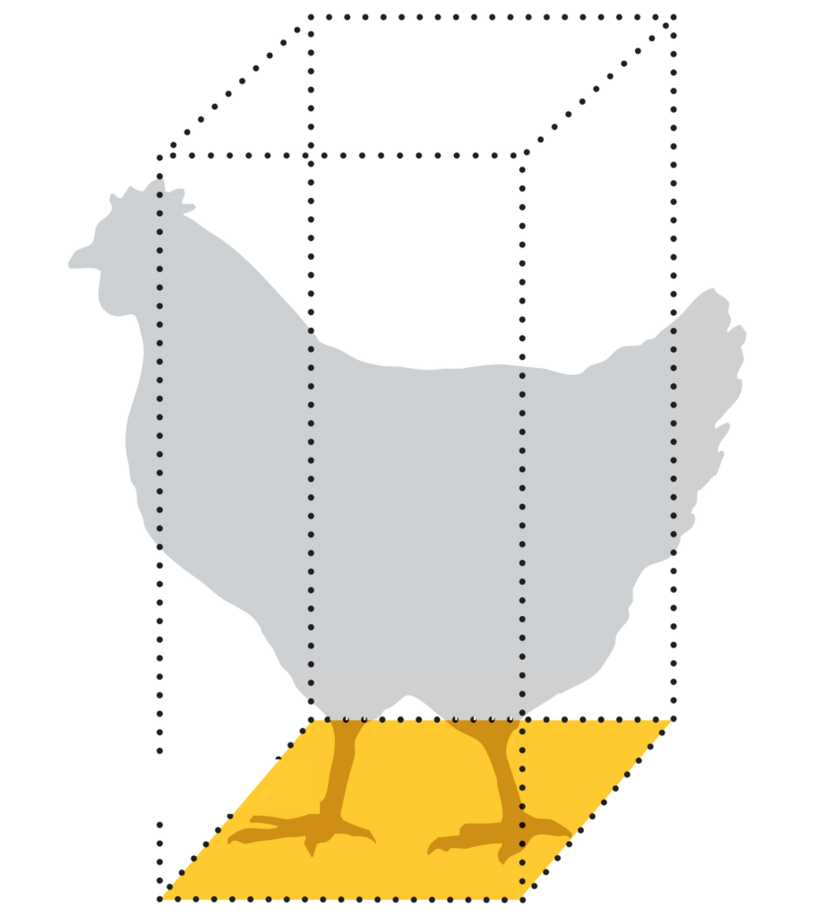 Diagram: a hen inside a dotted cage outline marking 67 square inches of floor space