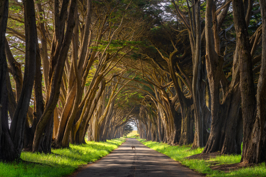 North America: A fawn appears in a tree grove at the Point Reyes National Seashore in Marin County, California.