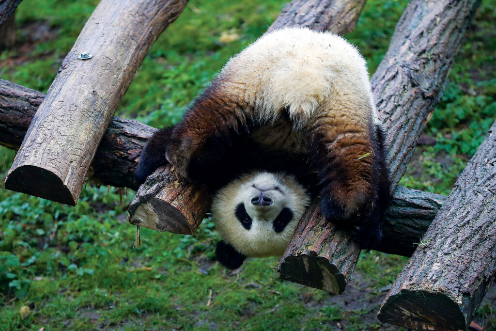 BELGIUM BRUGELETTE GIANT PANDA FAMILY