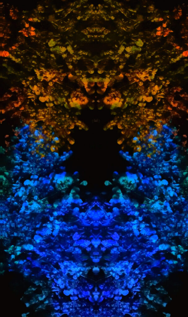 Kaleidocanopy002 copy