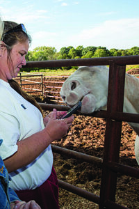 livestock takes interest in a cellphone, attempting to bite the device that a woman is holding through a fence, at an event for animal advocates