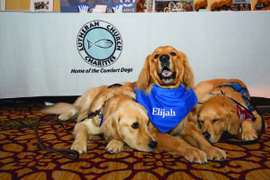 three golden retrievers in harnesses and bandannas snuggle together