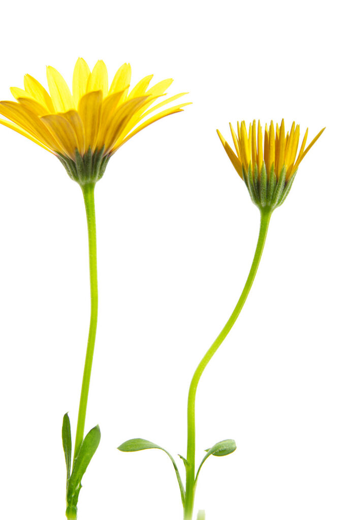 an art photo featuring the detail of two yellow flowers