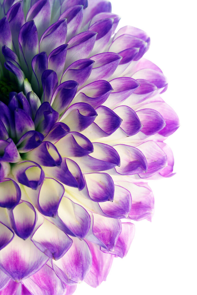 art photo detail of a dahlia