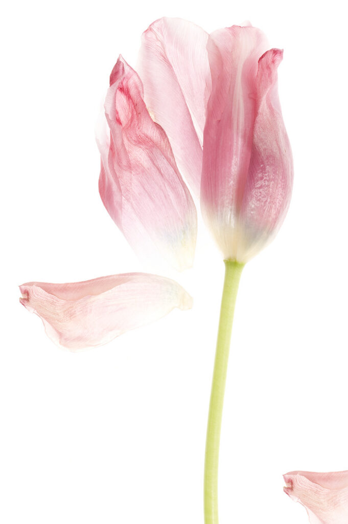 artwork featuring detail of a pink tulip
