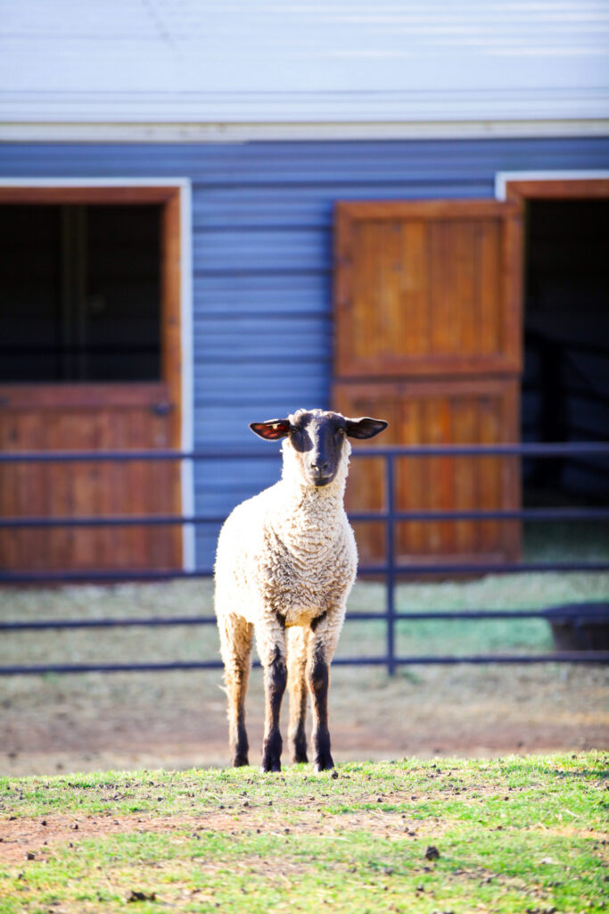 a sheep stands in front of barn