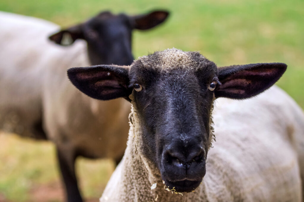 two sheep in a field