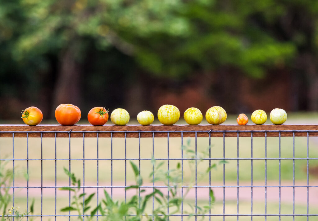 a row of ripe yellow and red tomatoes sit on top of a fence